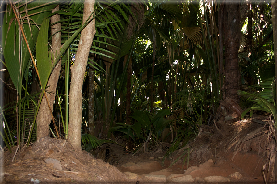 foto Flora e la Fauna alle Seychelles